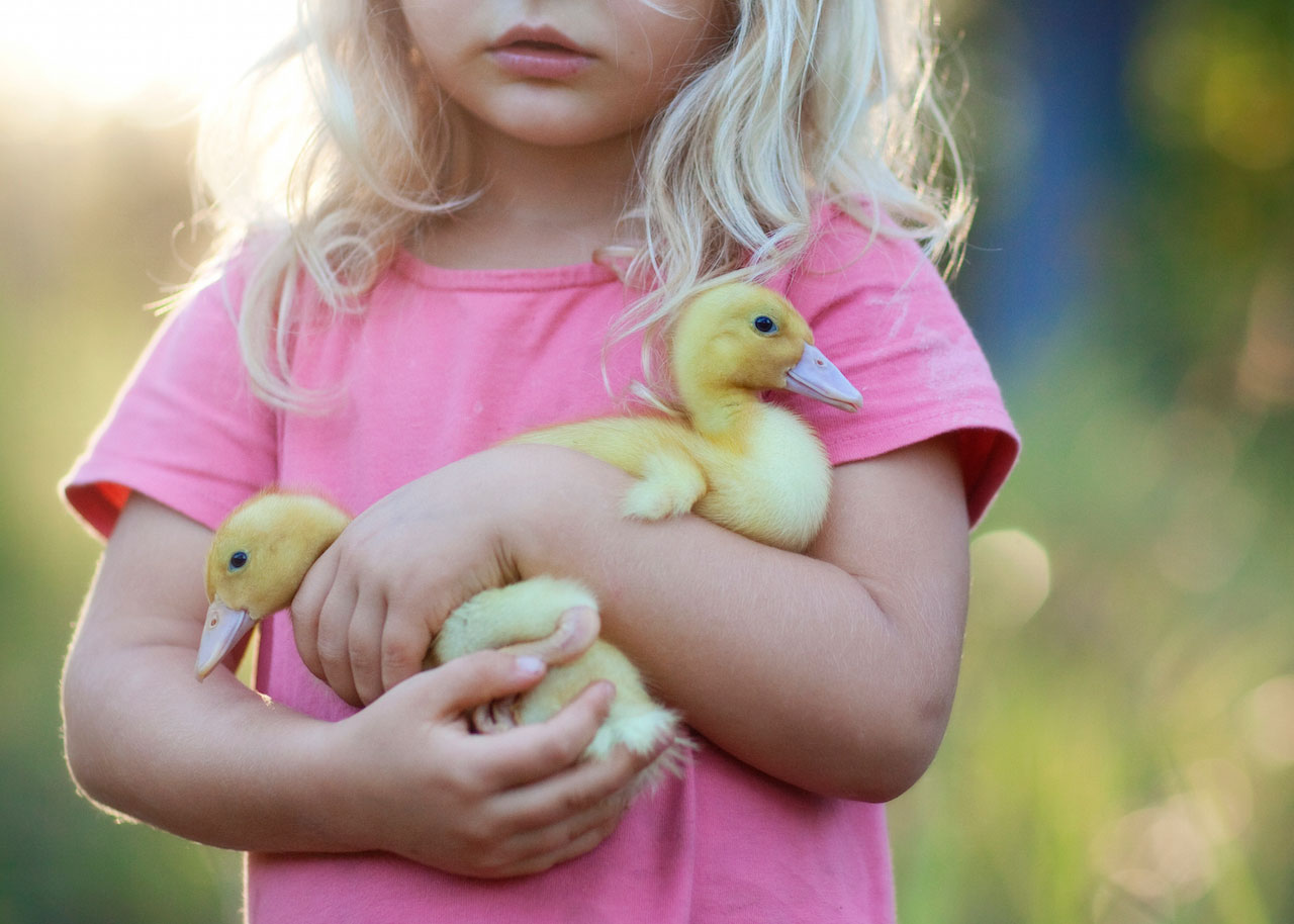 Little girl holding ducklings