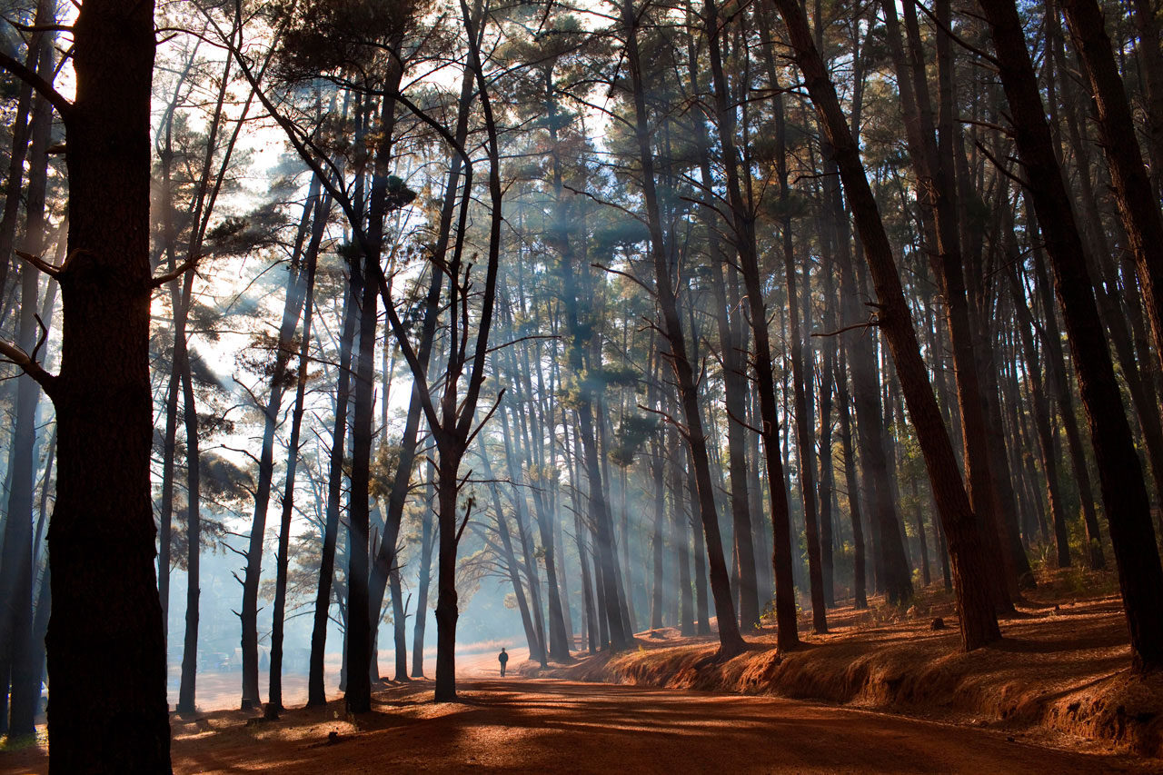 Sunlight streaming through a forest