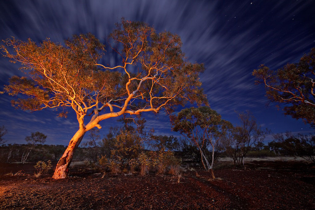 Tree in the Karijini landscape